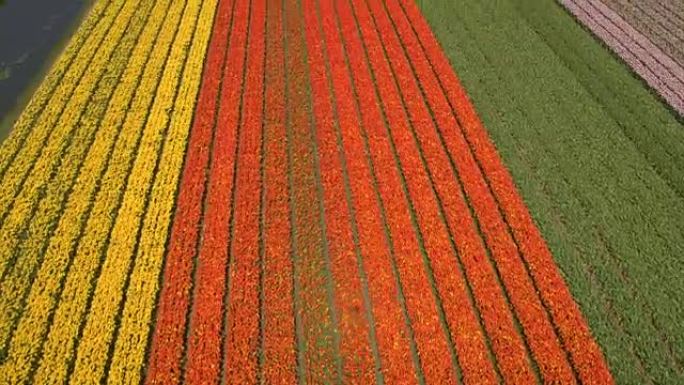 空中: 广阔的田野上令人惊叹的五颜六色的丰富花朵郁金香