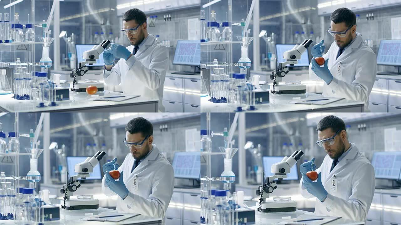 在现代实验室中，食品科学家用注射器注射番茄。他正在研究这种蔬菜的遗传修饰，例如: 味觉富集，寄生虫/