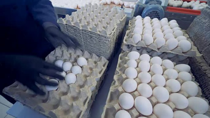 延时。家禽工人把新鲜鸡蛋放在板条箱里。家禽农场。