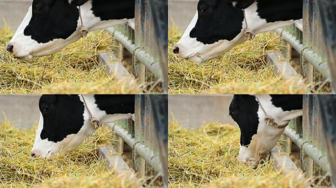 泰国农场的奶牛奶牛吃草