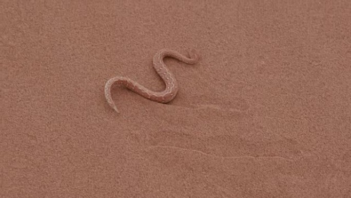 响尾蛇/Peringuey的加法器在沙丘上移动的4k镜头