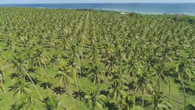 空中: 晴天，令人惊叹的棕榈树种植园横跨异国情调的岛屿