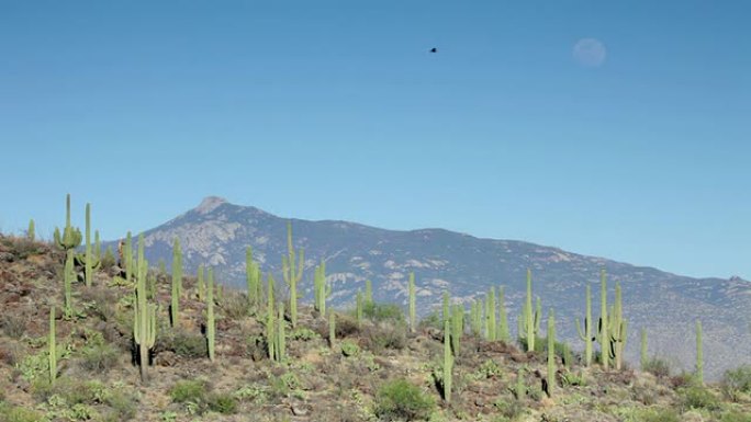 亚利桑那州萨瓜罗国家公园山脉林孔峰上空的鹰与月