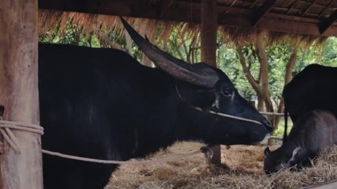 有机农场中的泰国水牛