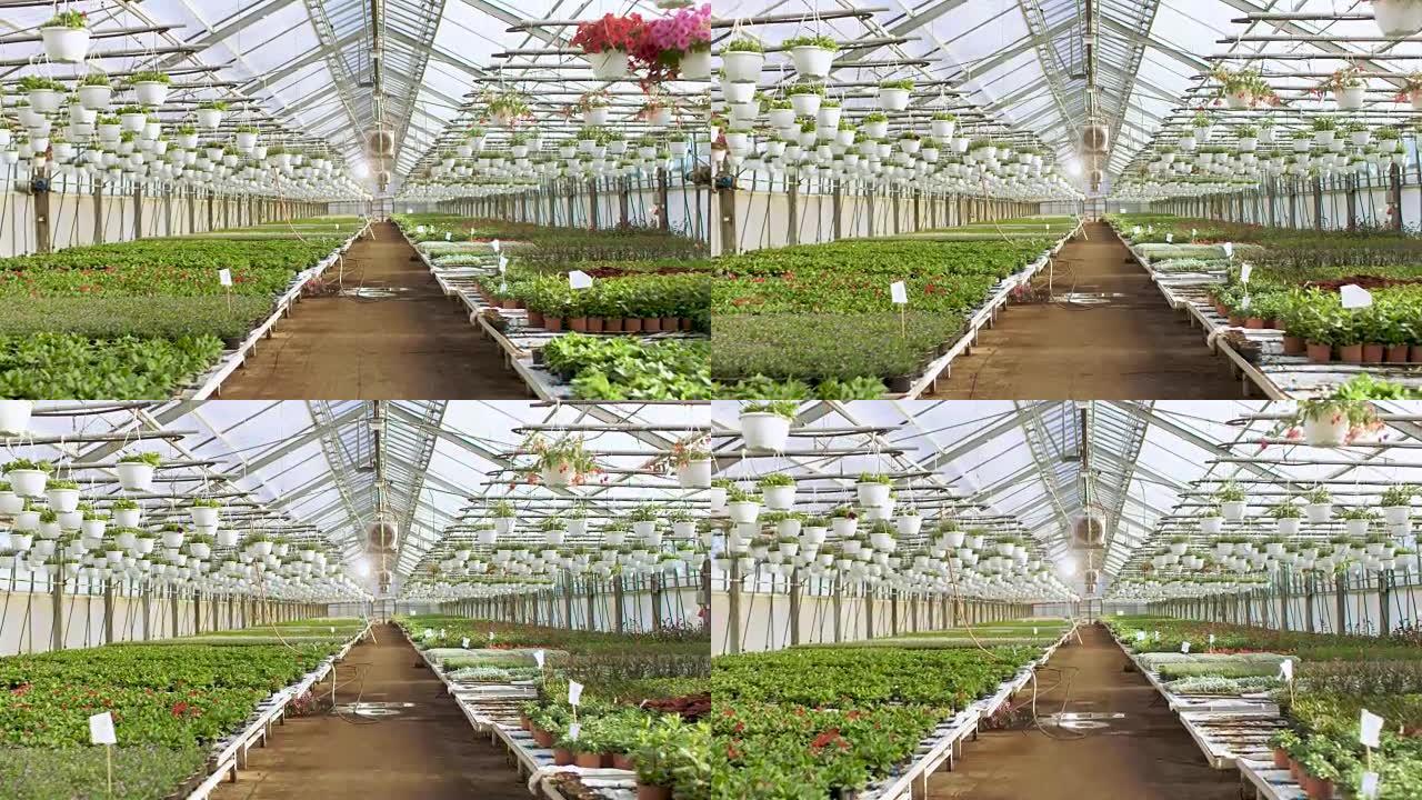 在阳光明媚的工业温室中，相机穿过一排排五颜六色，美丽，稀有且具有商业价值的花卉和植物生长。大规模生产
