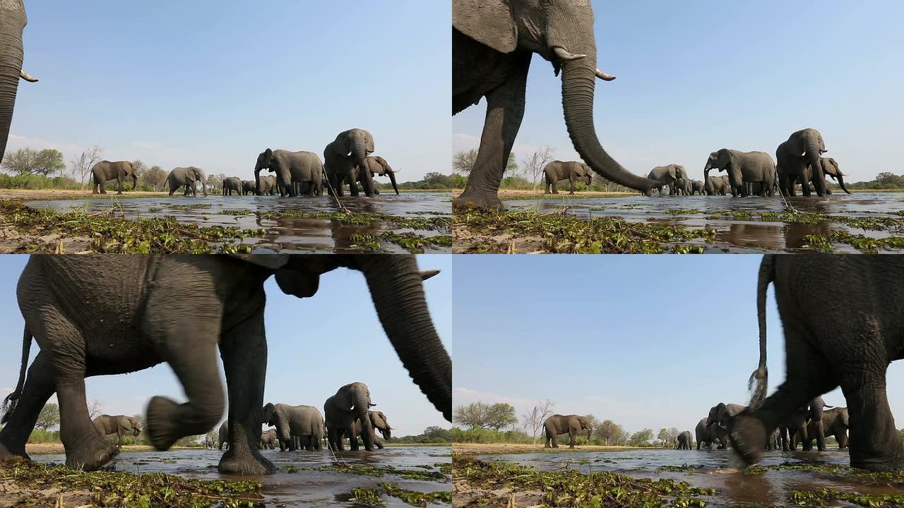 大象在水坑喝水的壮观的低角度镜头