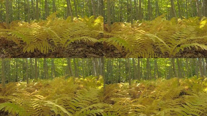 Dop: 落叶林茂密的蕨类植物在阳光明媚的秋天变成黄色