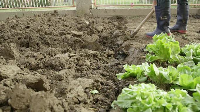 农民挖菜园，实时