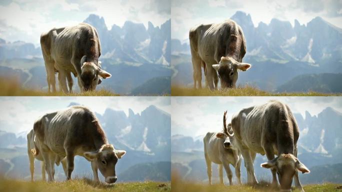 意大利白云石上的奶牛放牧