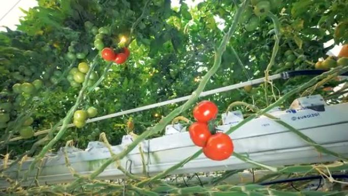 在农舍中繁殖西红柿的幼苗
