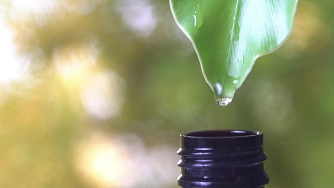 慢动作，水滴从绿叶到瓶子，带有复制空间自然绿色背景。