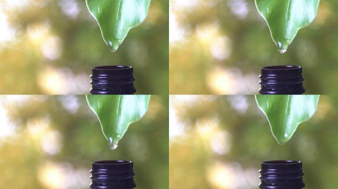 慢动作，水滴从绿叶到瓶子，带有复制空间自然绿色背景。