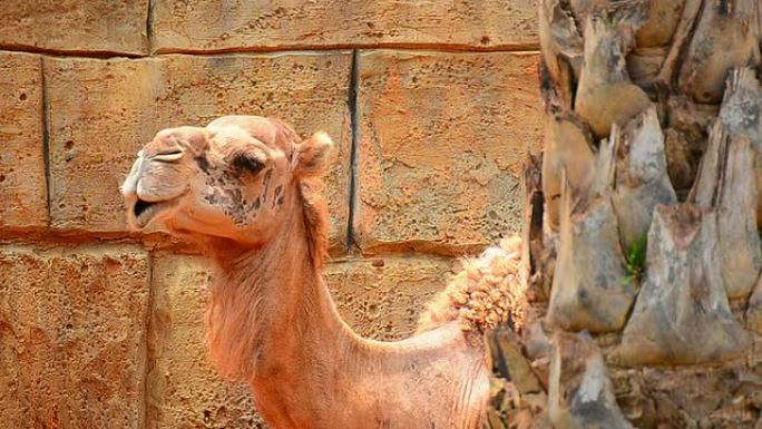 骆驼骆驼吃草咀嚼