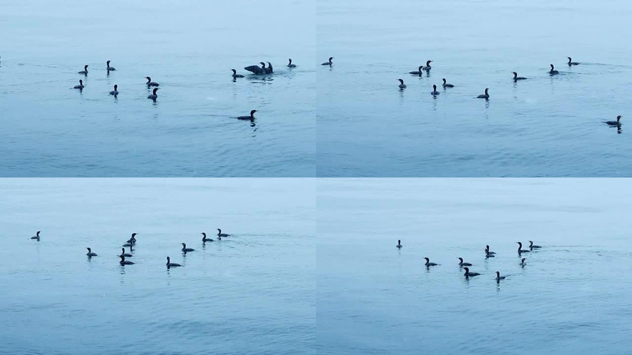 冬天的鸭子在水上