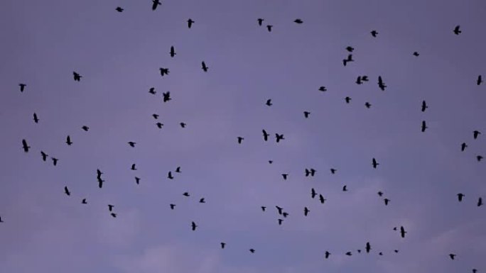 慢动作: 成群的许多黑鸟在早晨的天空中飞翔