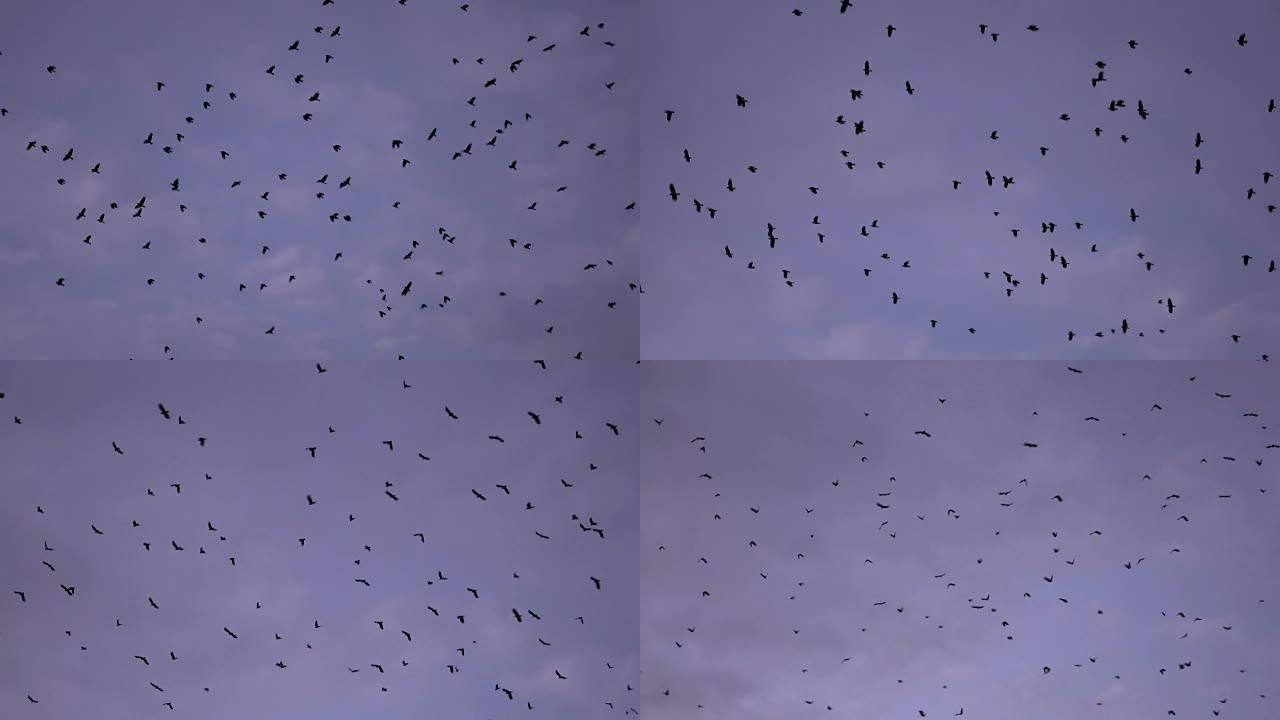 慢动作: 成群的许多黑鸟在早晨的天空中飞翔