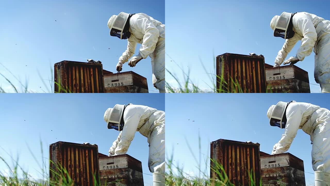 在蜂箱上工作的养蜂人