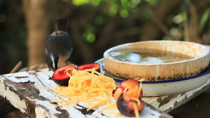 国内野生动物：Cape Robin聊天进食