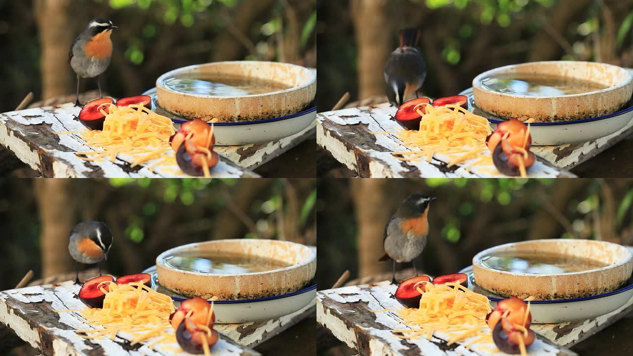 国内野生动物：Cape Robin聊天进食