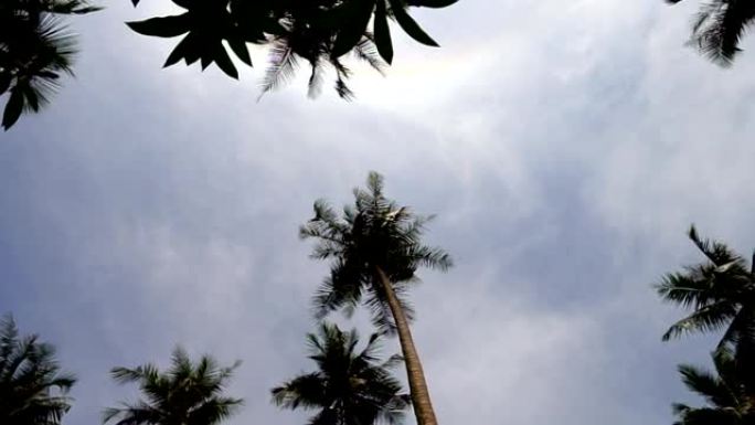 椰子树的旋转镜头