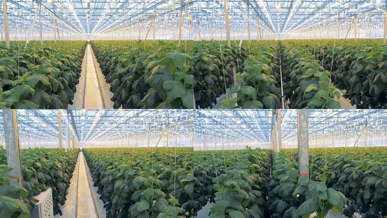 甚至成排的黄瓜幼苗也在温室中生长