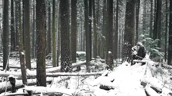 降雪中的美丽冬季森林