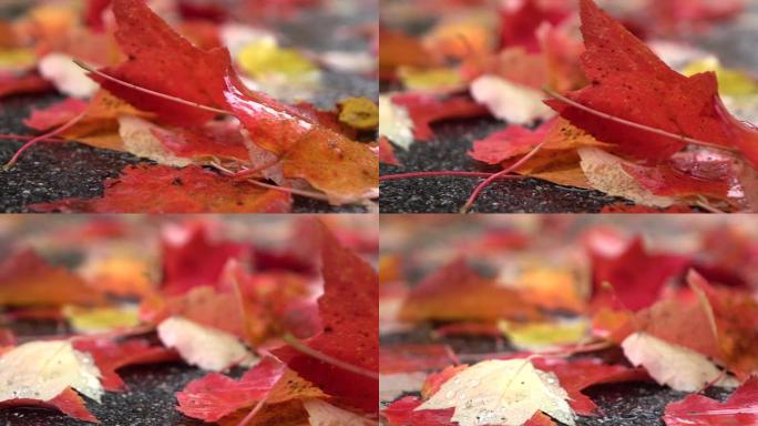 特写: 雨天秋日潮湿的彩色落叶躺在路上