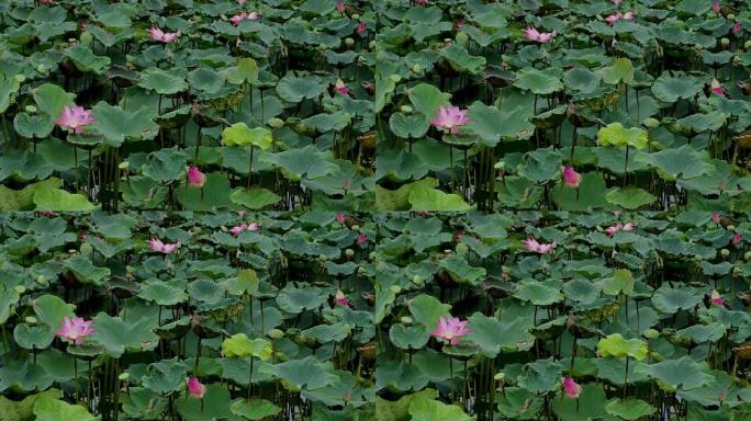 电影《河上的莲花》