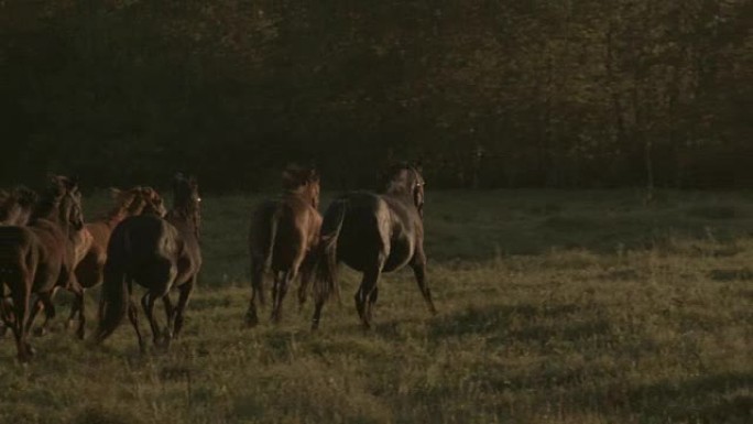 在草地上奔跑的马群