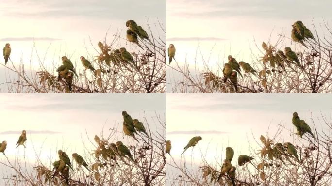 哥斯达黎加的一棵树上长着一群野生长尾小鹦鹉。