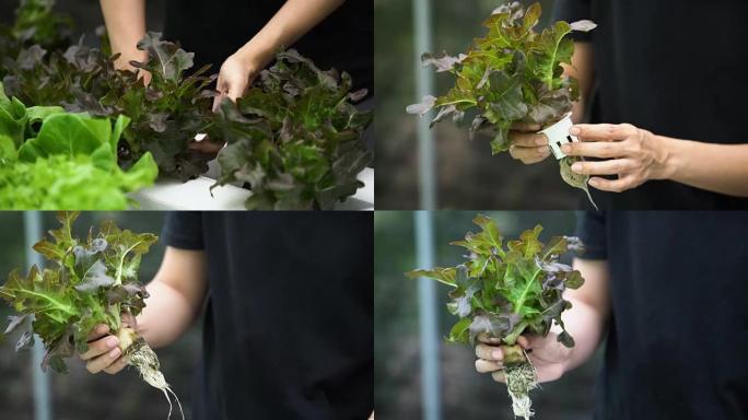 未被认可的女人手工采摘沙拉，水培农场的蔬菜。