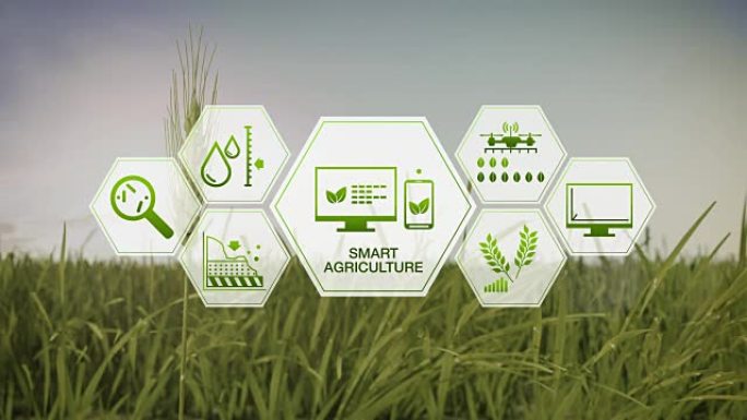 智能农业，大麦绿地上的六角形信息图形图标，物联网。第四次工业革命。4K。