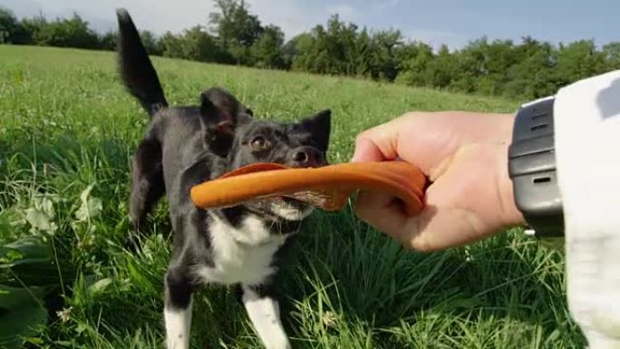 慢动作: 精力充沛的狗在玩耍时撕开橙色橡胶飞盘。