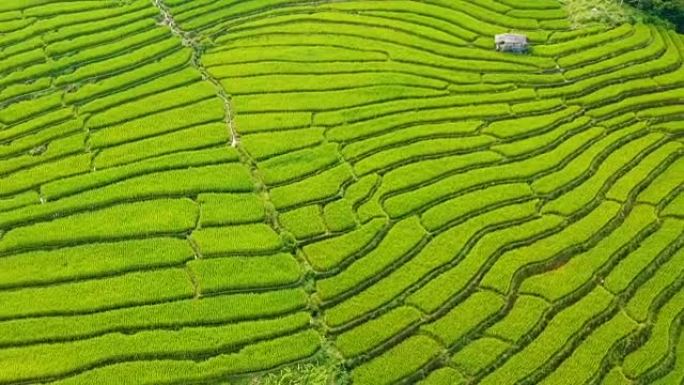 泰国早晨对梯田稻田的鸟瞰图