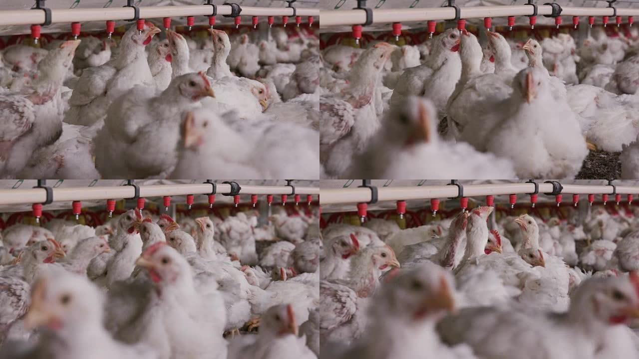 南非肉鸡集中工厂化养殖鸡