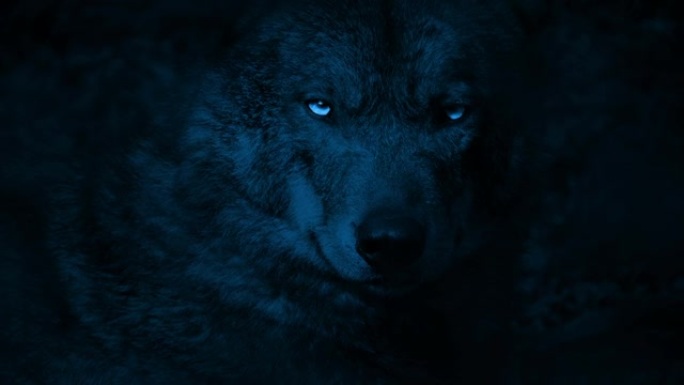 狼在黑暗中咆哮着明亮的眼睛