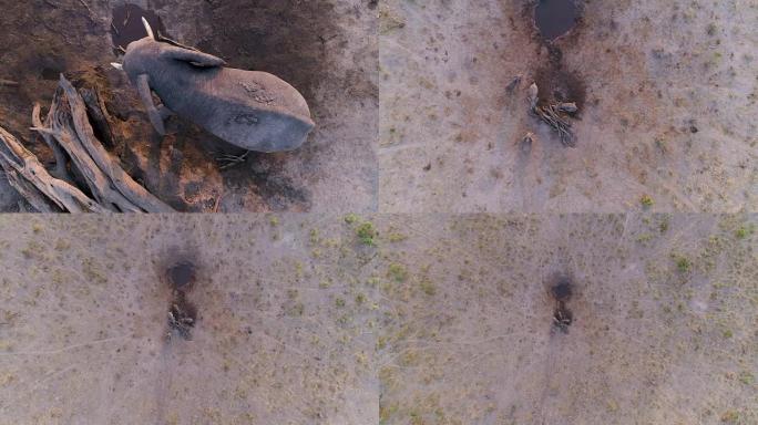 直接向下，然后高度放大博茨瓦纳水坑中四只大象的鸟瞰图
