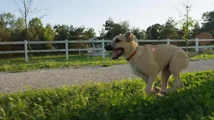 特写: 快乐的年轻小狗在乡村农场牧场上自由奔跑