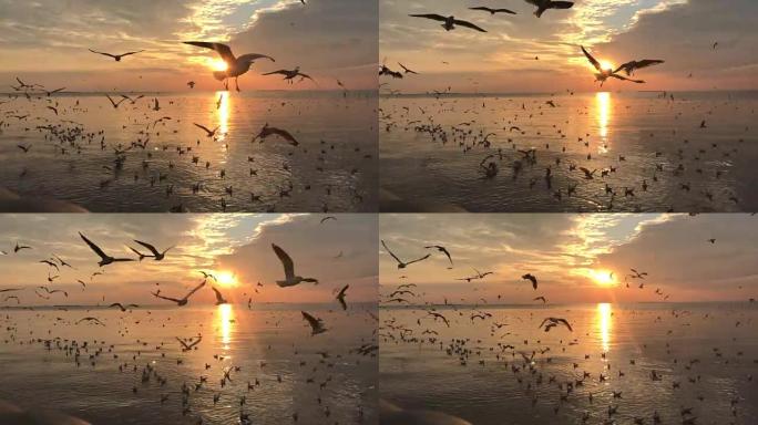 日落海鸥