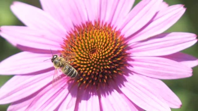 宏观: 驯养蜜蜂收集花蜜并飞走的细节