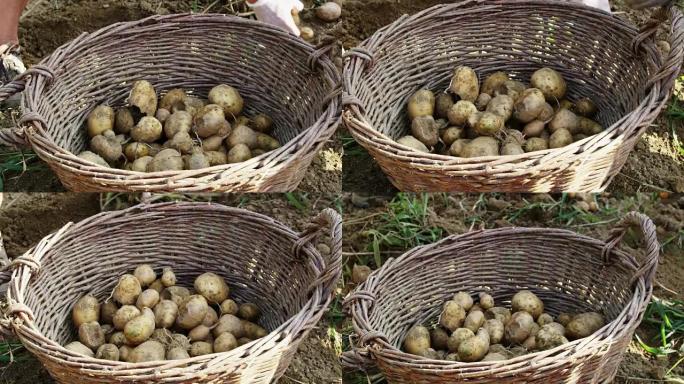 农民收获土豆，将它们放在篮子里，慢动作