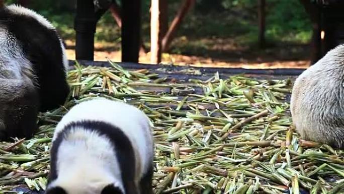 一群吃竹笋的大熊猫熊