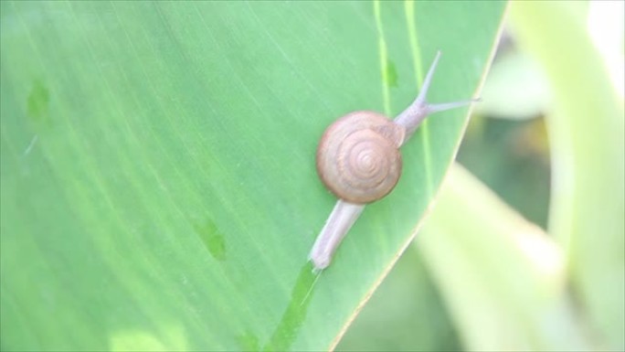 蜗牛在香蕉叶上行走，风吹过。
