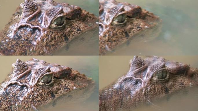 Caiman眼睛鳄鱼野生动物