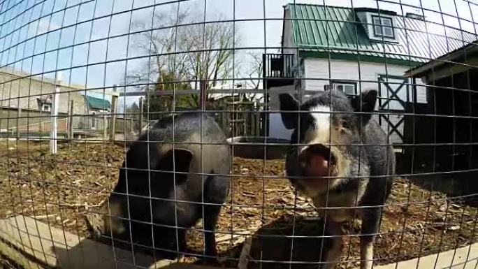 4k农场围栏的猪