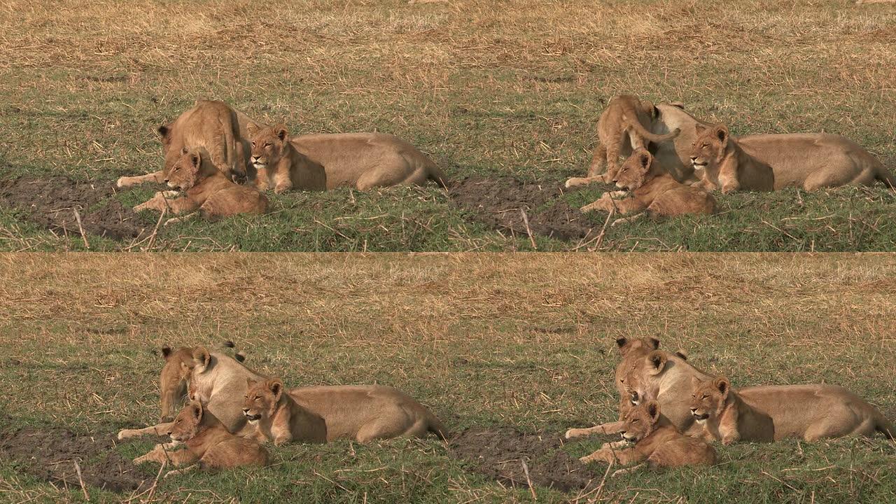 母狮与三个月大的幼崽