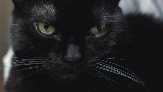 黑猫看着相机