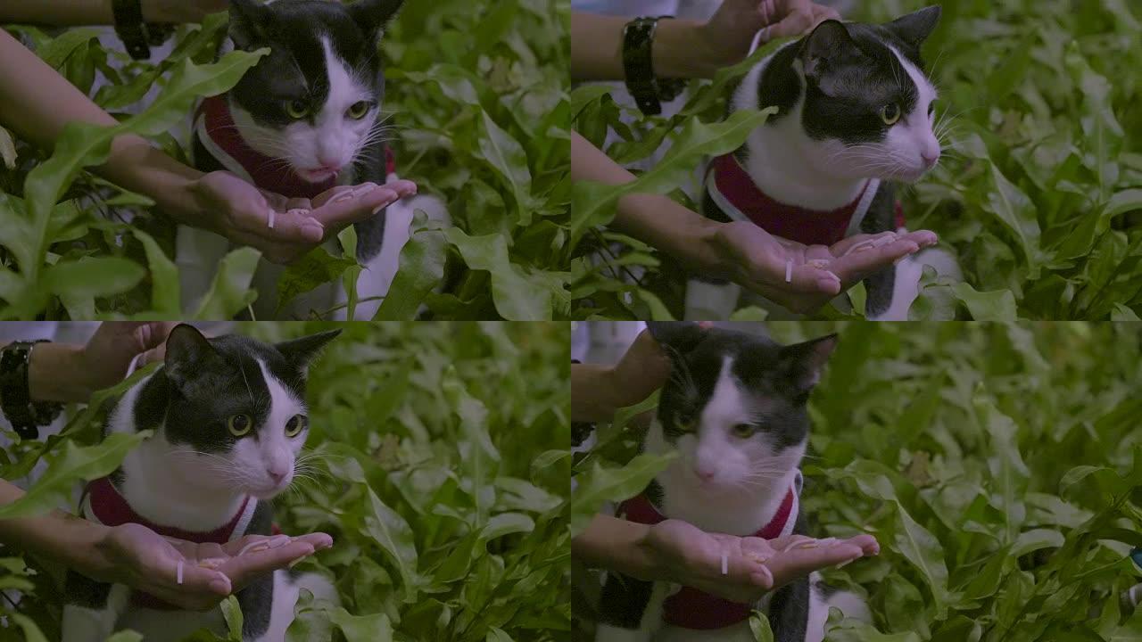 猫吃毛球糊