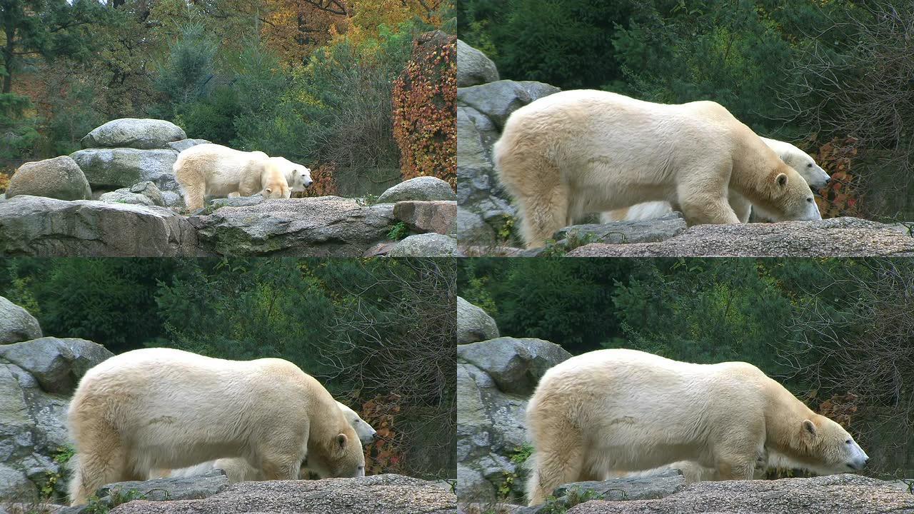 北极熊北极熊
