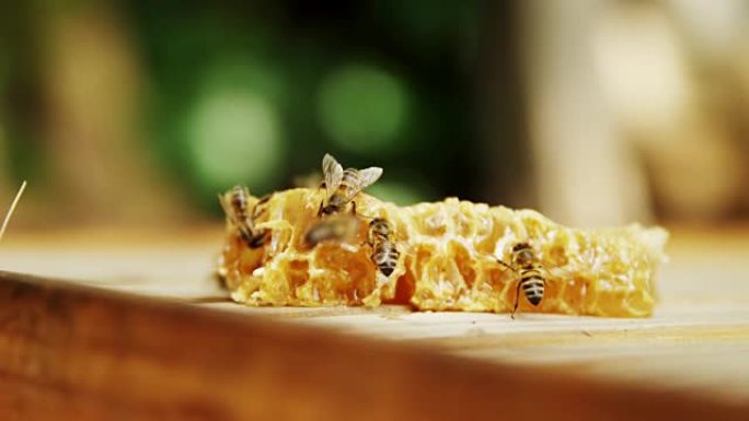 蜜蜂在一块新鲜的蜂窝上